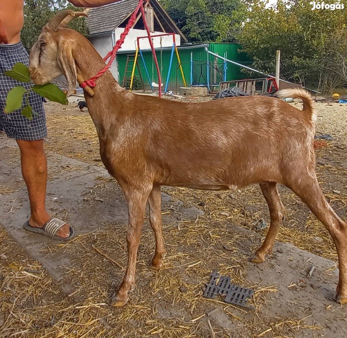 2 núbiai csaj eladó