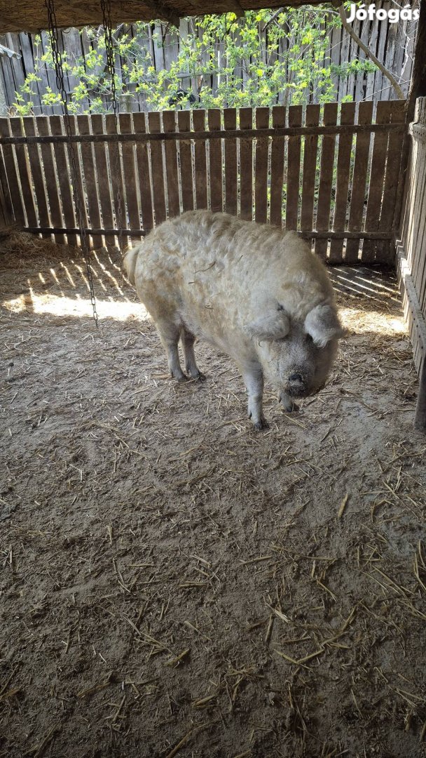 2db Szőke mangalica hízók