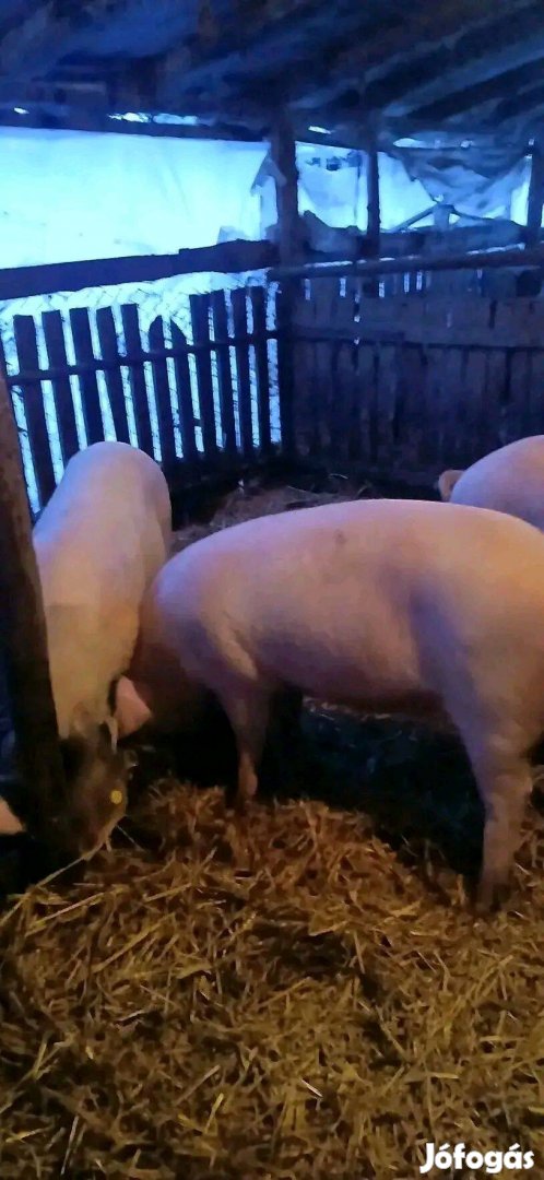 2db hízó kőltözne