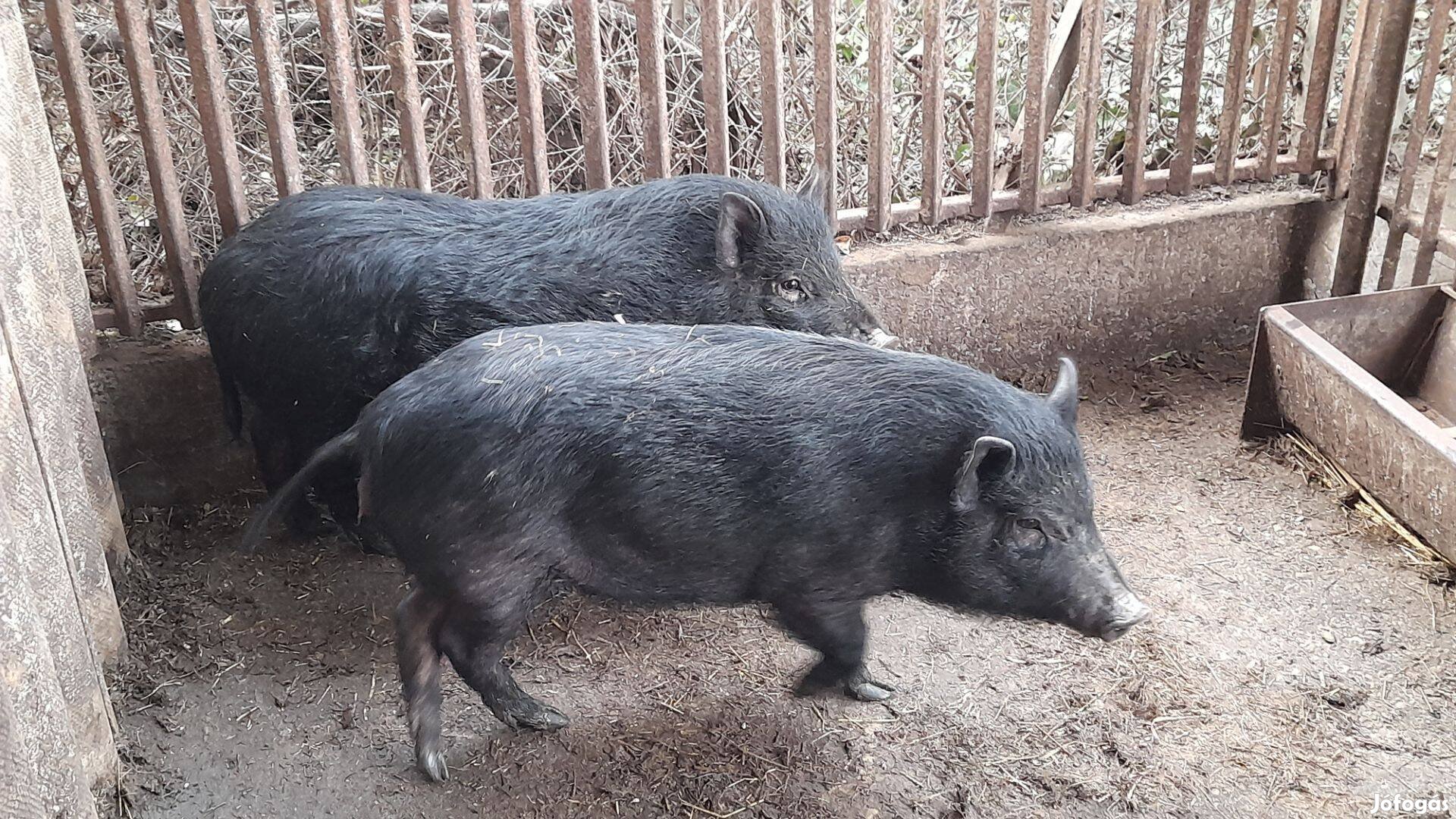 2db vietnami malac koca,ártány