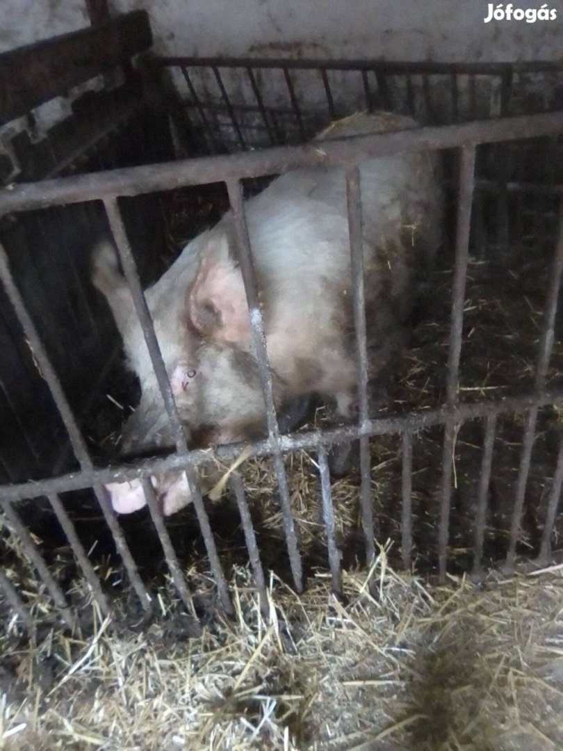 2éves kb250kg kan eladó cserélhető