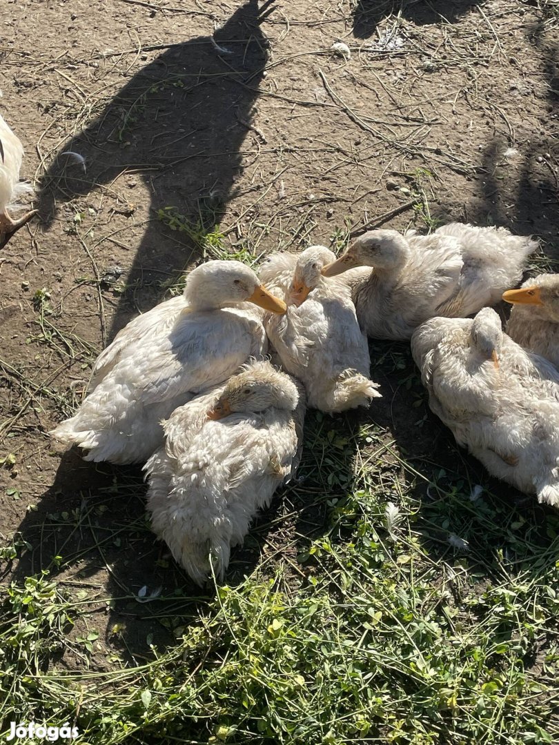 2kg-os fehér kacsa eladó