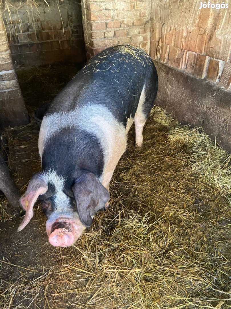 300 kg körüli hízó eladó