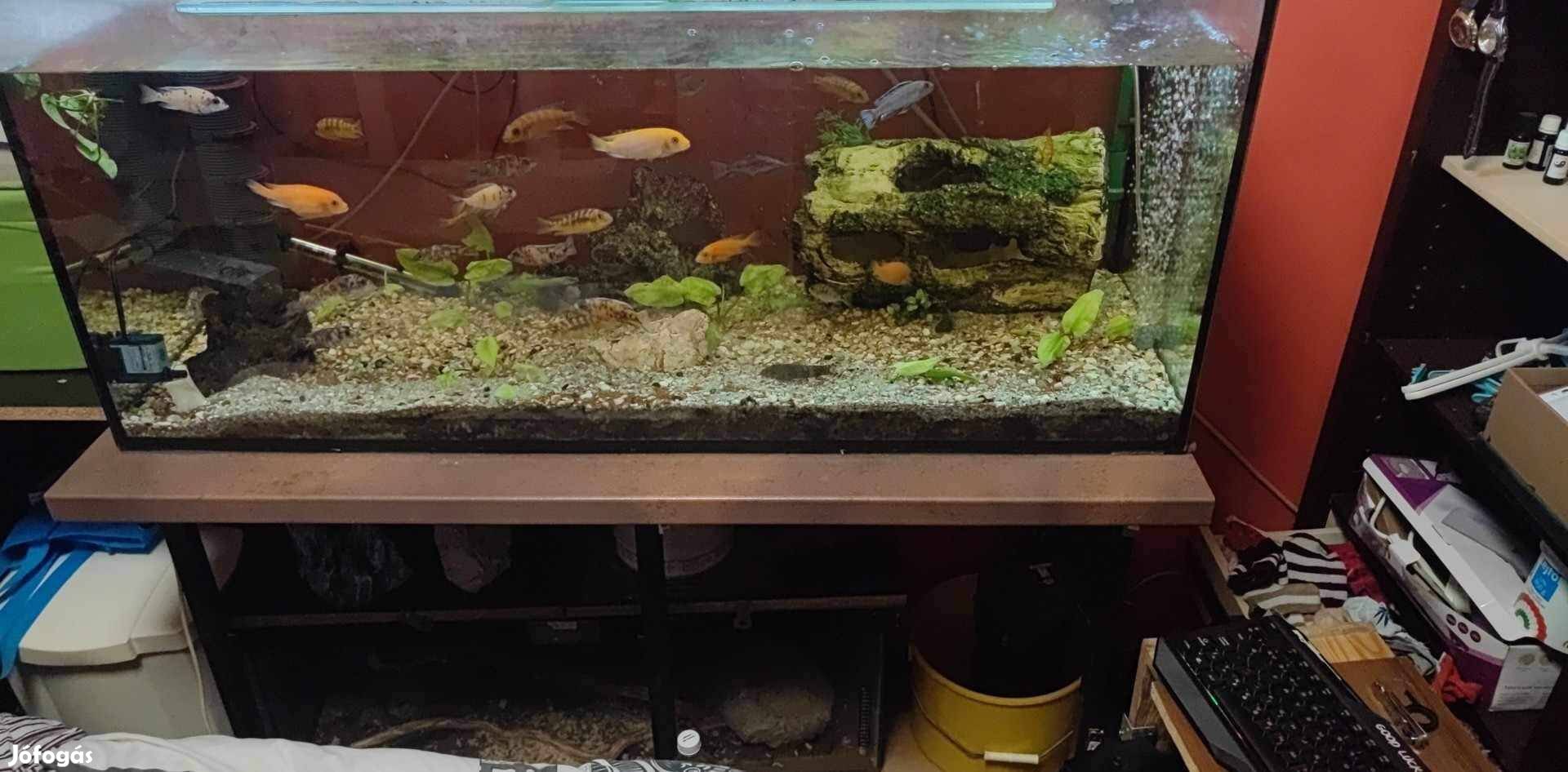 300 literes akvárium vas állvánnyal eladó 