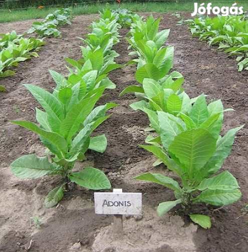 30 db. Adonis Dohánymag Különlegesség 5343