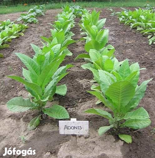 30+ db. Adonis Dohánymag Különlegesség (5343)