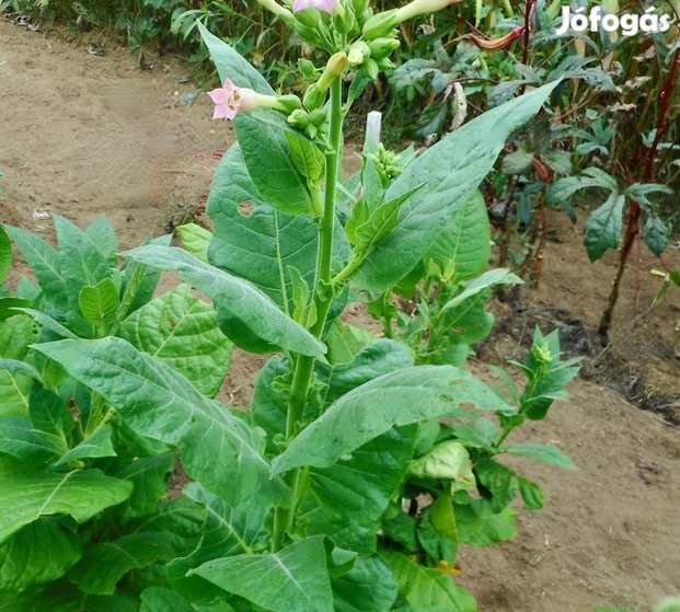 30+ db. Burley Jupiter Dohánymag Különlegesség (5341)