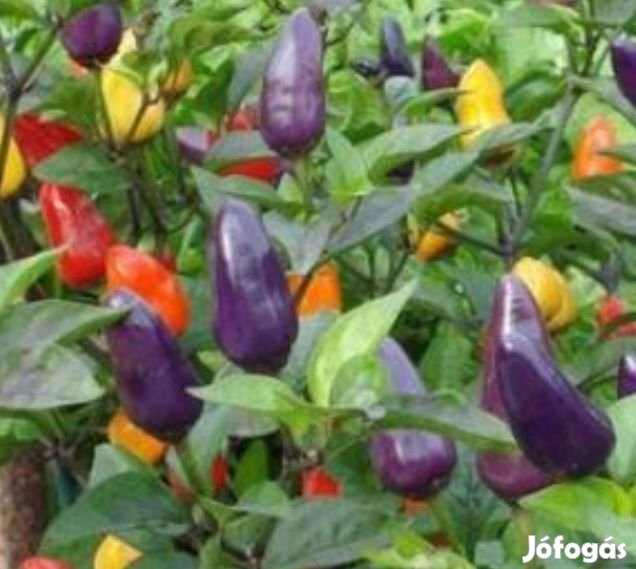 30 db Bolivian Rainbow (Multicolor) Chilimag  (3318)