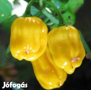 30 db Habanero Amarillo (Yellow) Chilimag  (3233)