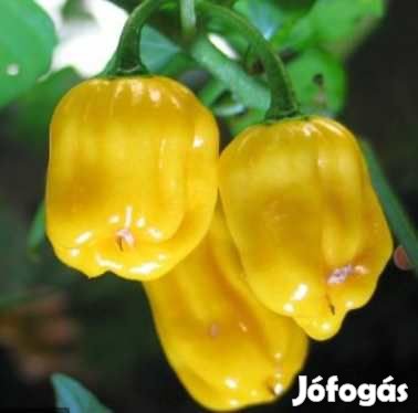 30 db Habanero Amarillo (Yellow) Chilimag  (3233)