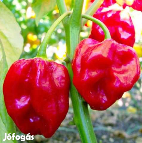 30 db Habanero Red Savina Chilimag  (3234)