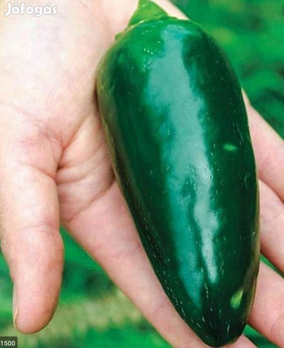 30 db Jalapeno Jumbo Chilimag  (3247)