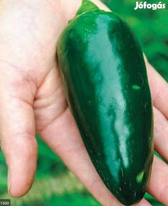 30 db Jalapeno Jumbo Chilimag  (3247)
