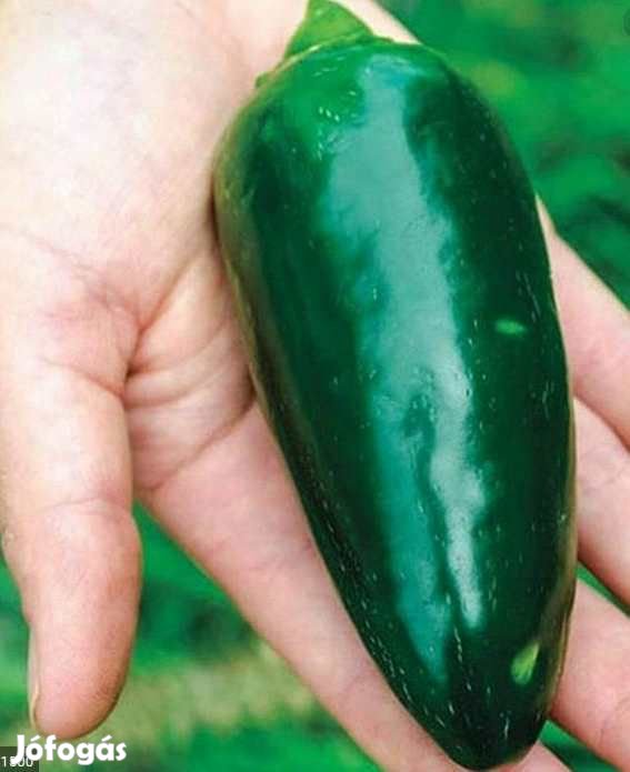 30 db Jalapeno Jumbo Chilimag 3247