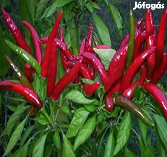 30 db Thai Dragon Chilimag 3243