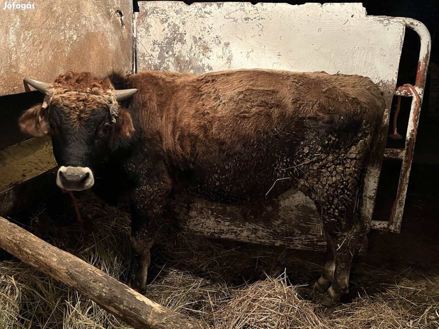 350kg bika borju csere érdekel hízóra üsző 