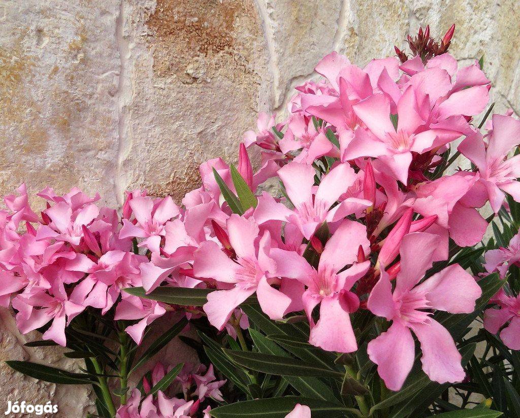35. "Pink Marrakes" fagytűrő kerti leander eladó