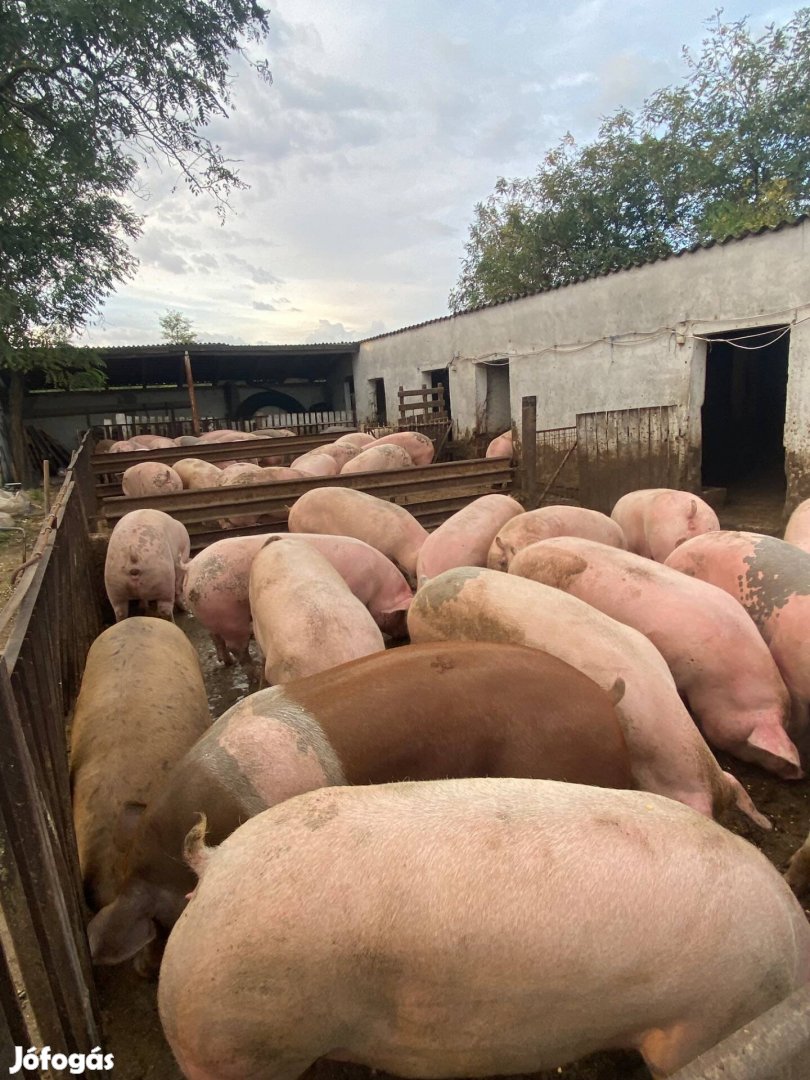 35db nagy súlyú hízó eladó