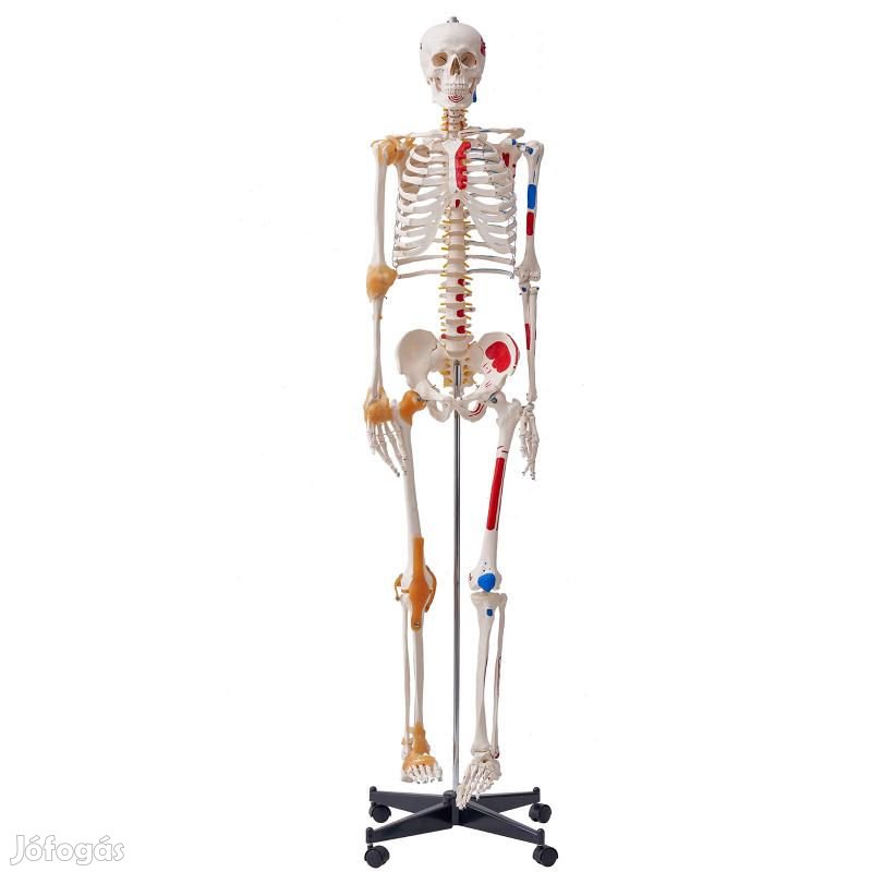 3D  Anatómiai orvosi modell, csontváz 182 cm