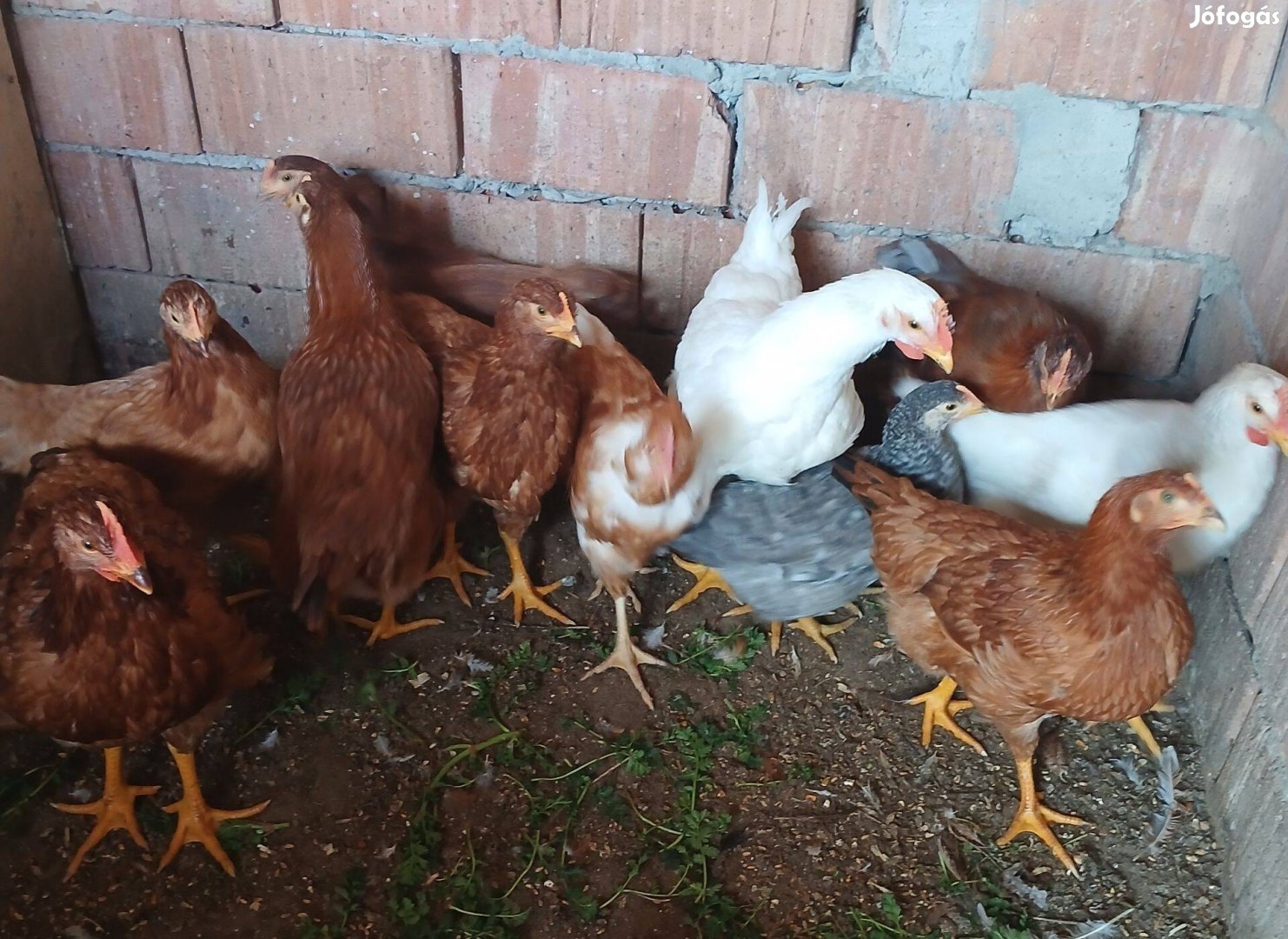 3,5 hónapos jérce eladó