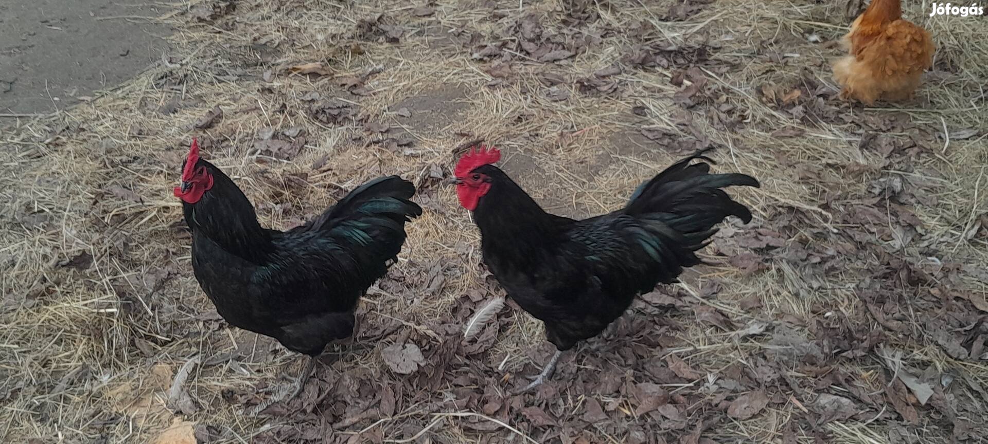 3 darab februári Australorp kakas