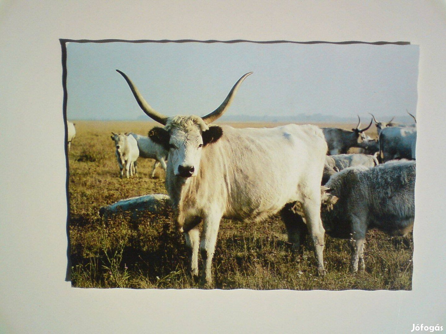 3 db. Magyar szürke gulya és még két darab - régi képeslap