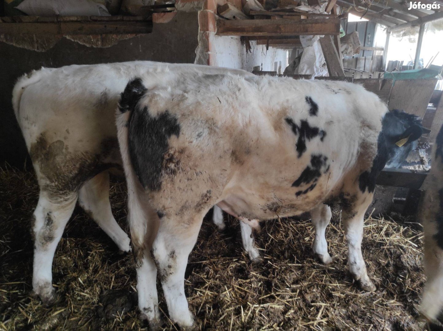 3 db kék belga bika