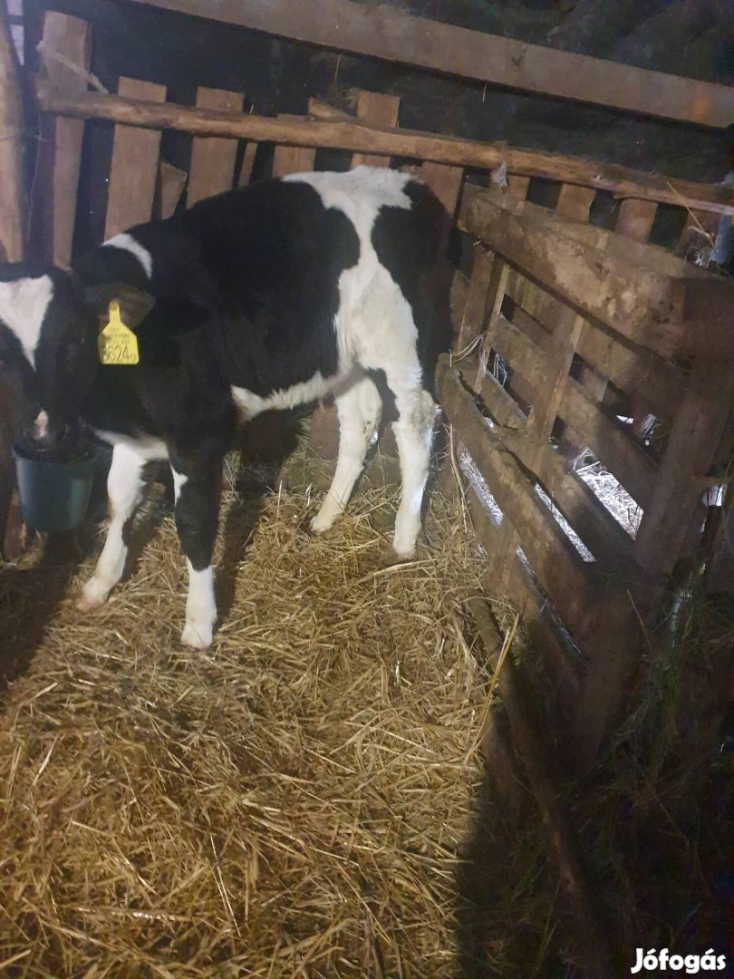 3 db nagytelepi bikák eladók.