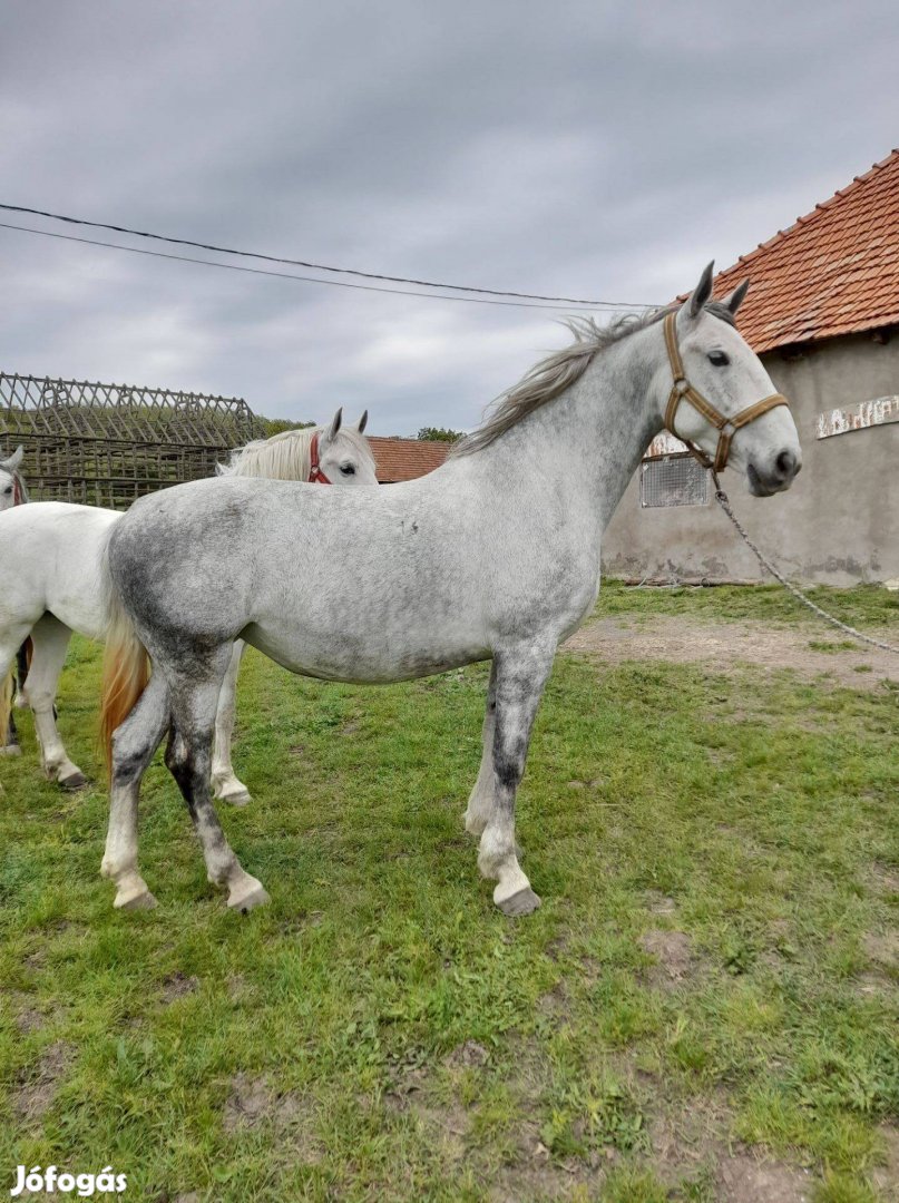 3 db tisztavérű lipicai kanca