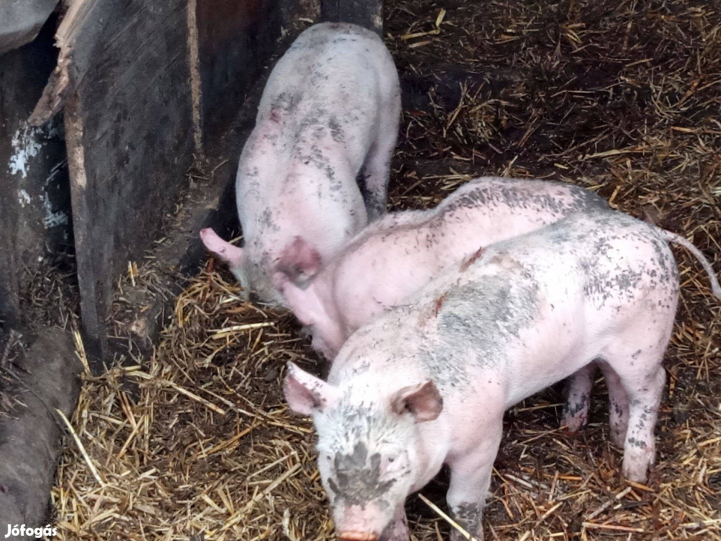 3 db választási malac eladó