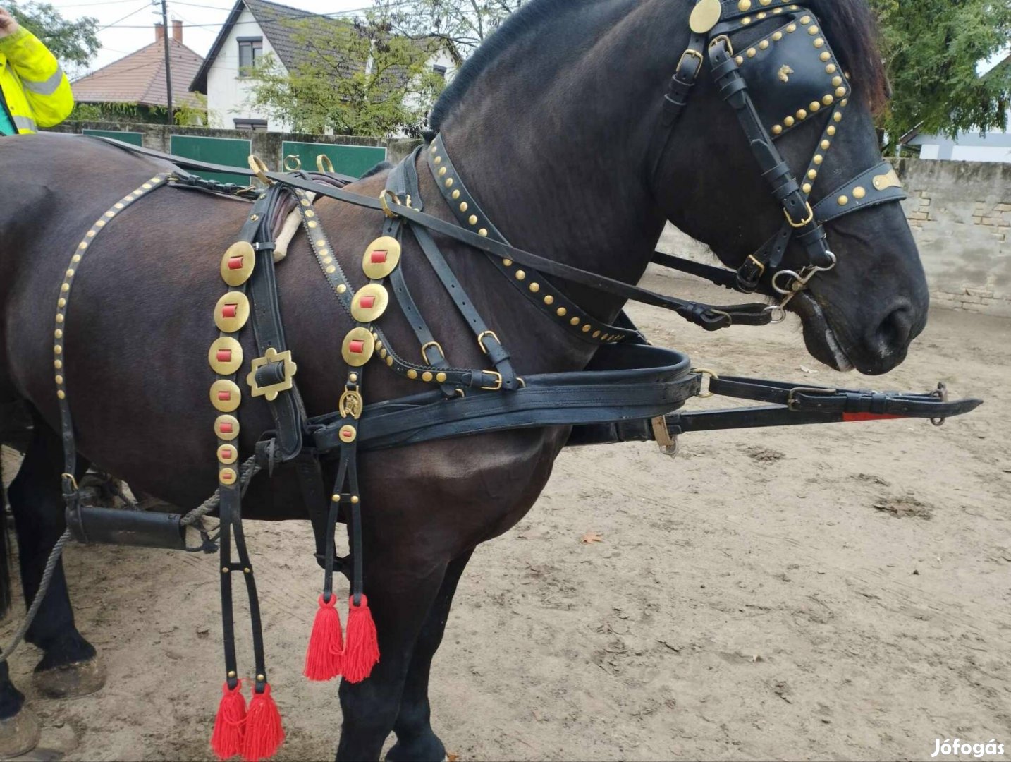 3 éves sodrott csikó eladó 