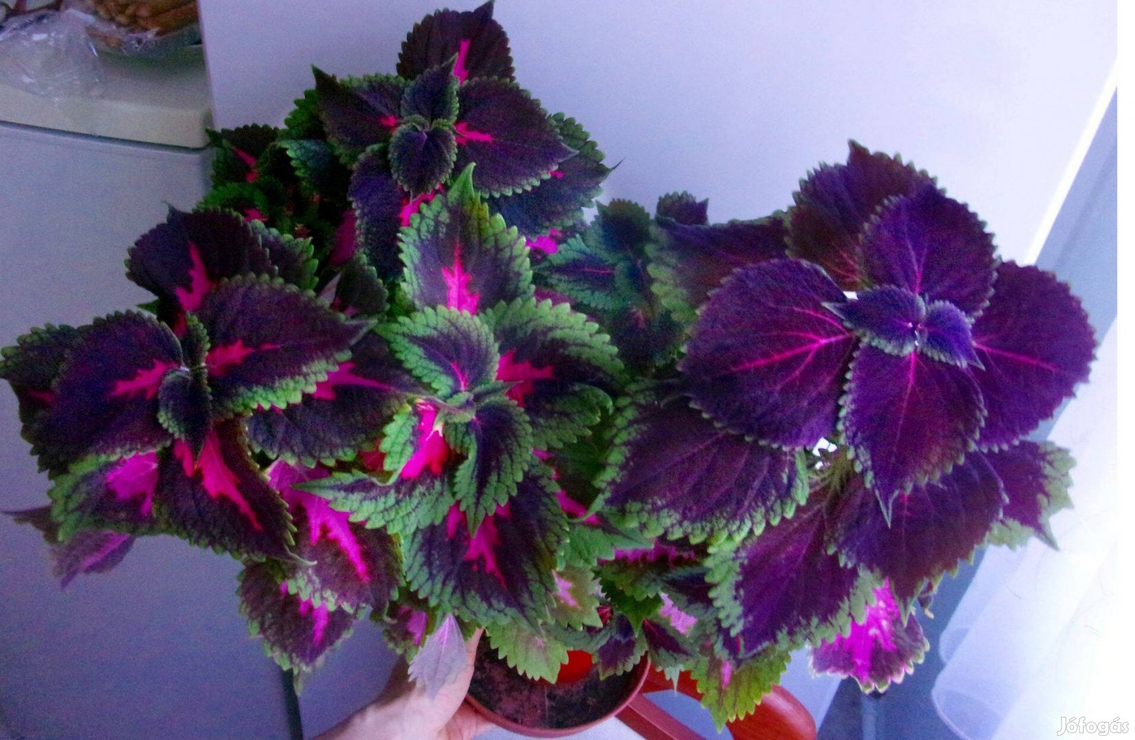 3 féle nagy méretű díszcsalán virág csalán coleus Újpest központ közel