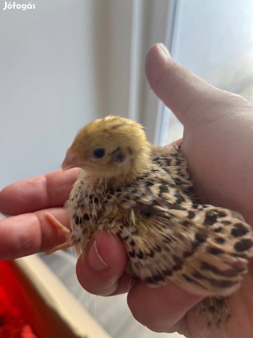 3 hetes fürjek 10 db