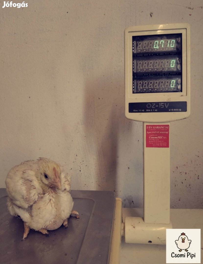 3 hetes húshibrid baromfi kapható!