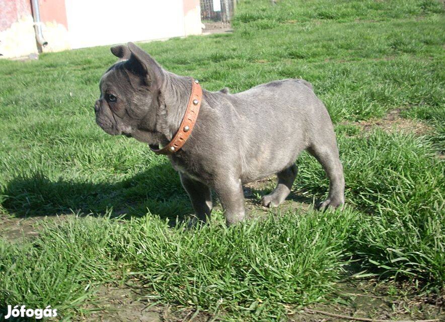 3 hónapos, Francia bulldog kislány