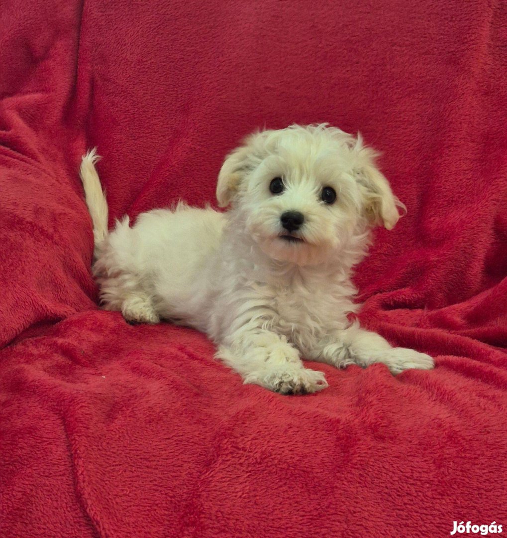 3 hónapos fehér - bézs bichon havanese kisfiú !
