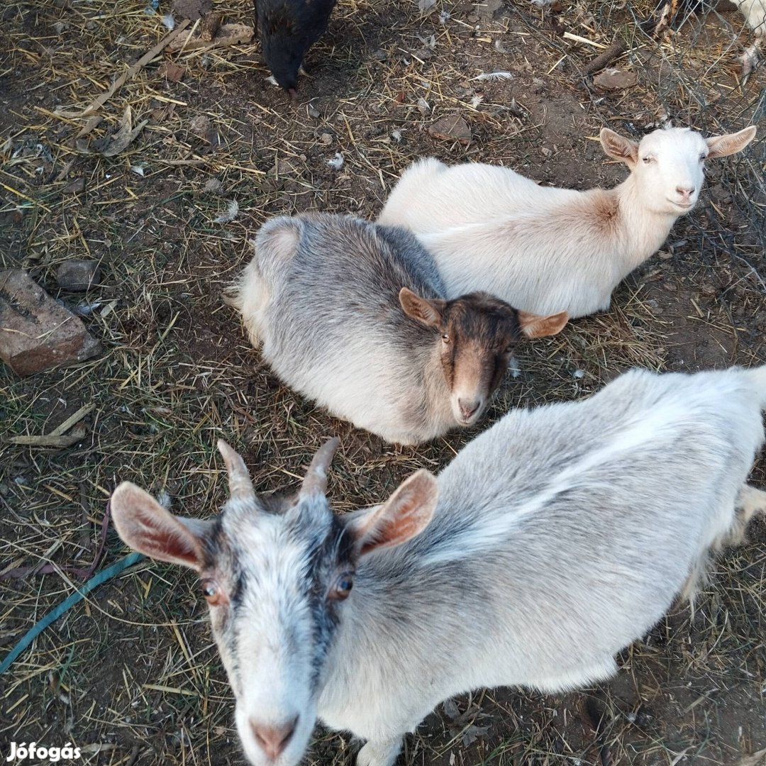 3 jerke olcsón elvihetö 