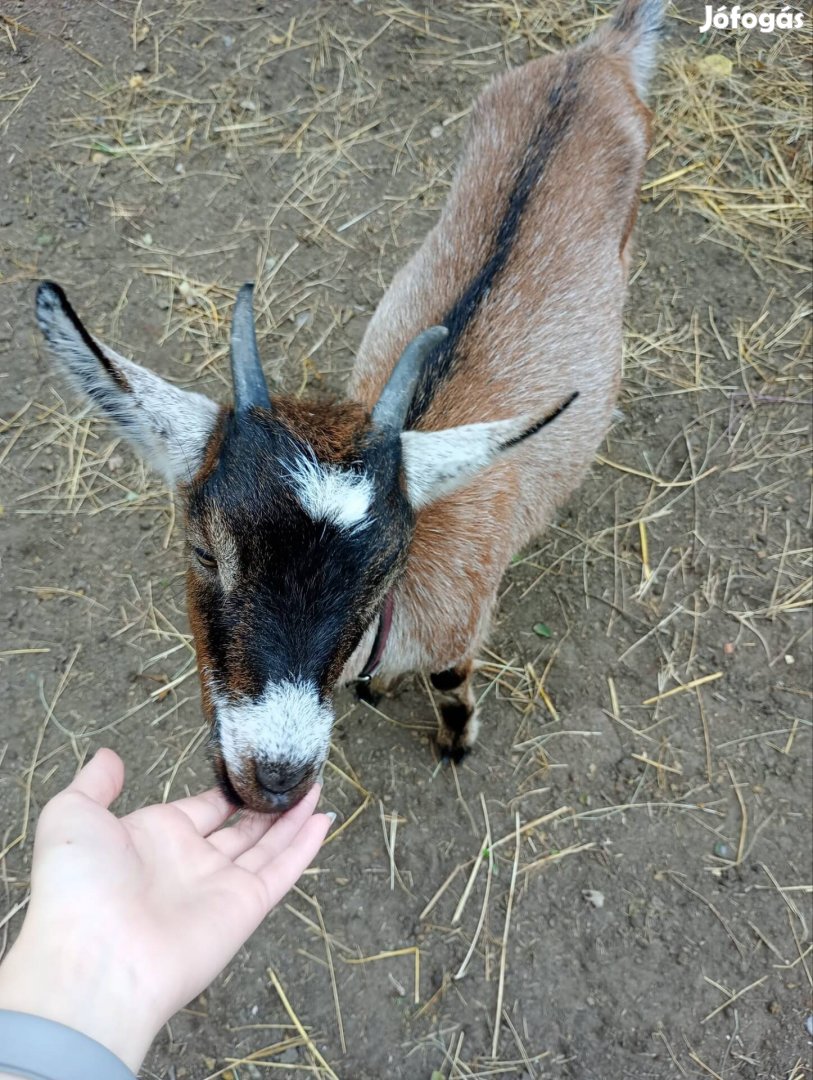 3 jó megjelenésű és egészséges tíz hónapos kislány kecske