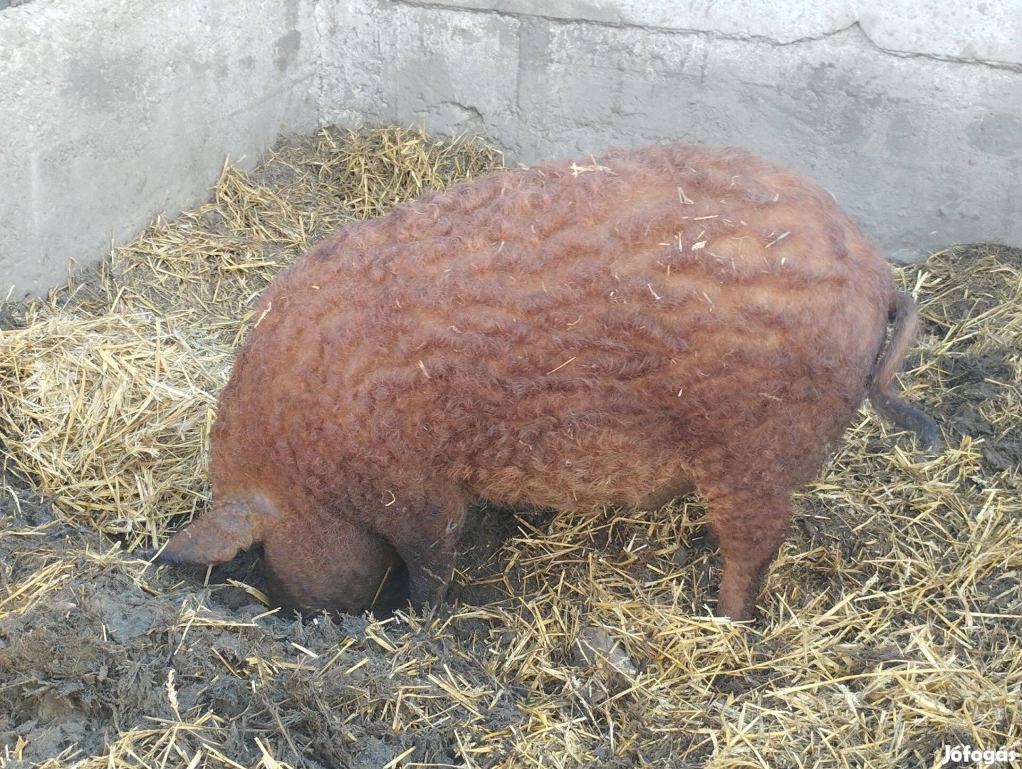 3db tisztavérű vörös mangalica hízó Lajosmizsén