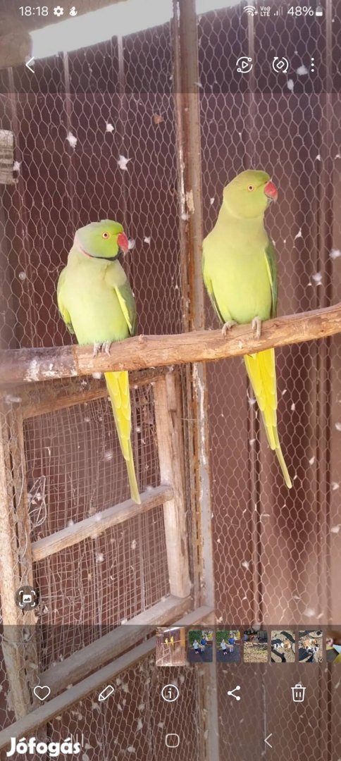 3éves. pár repűlne