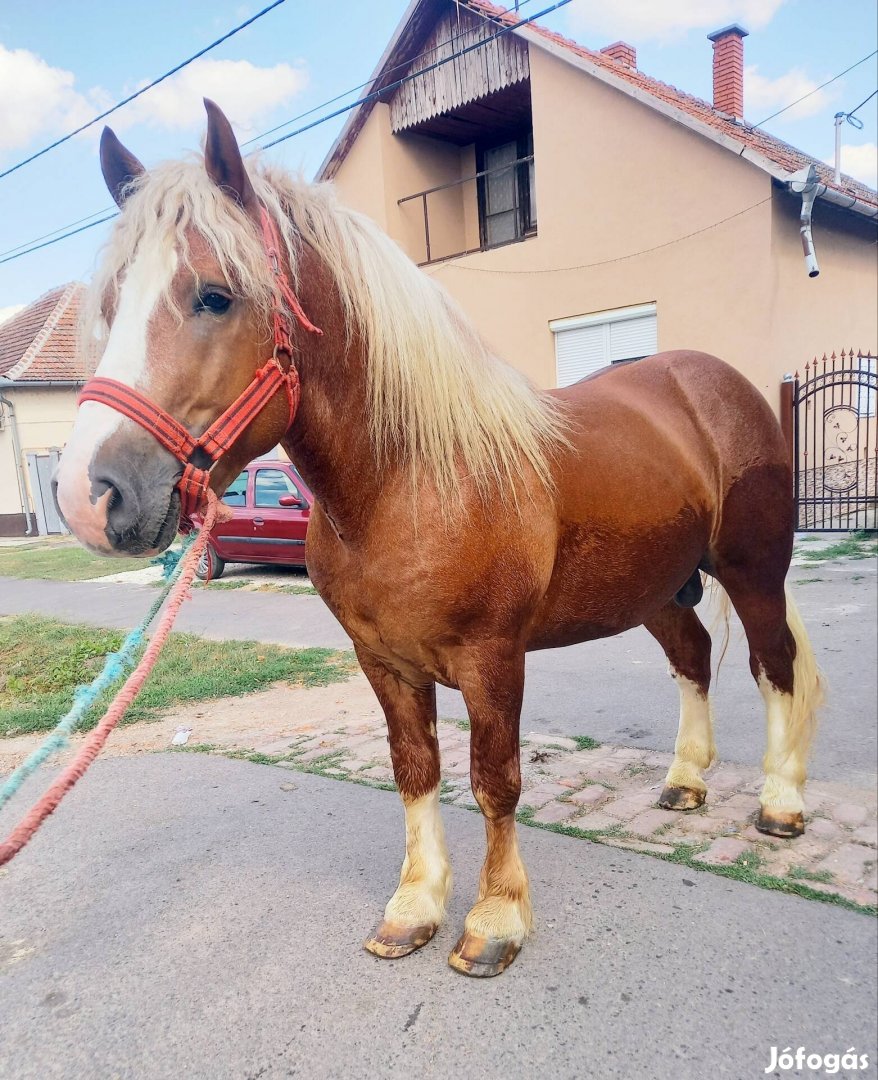 3éves hidegvérű mén