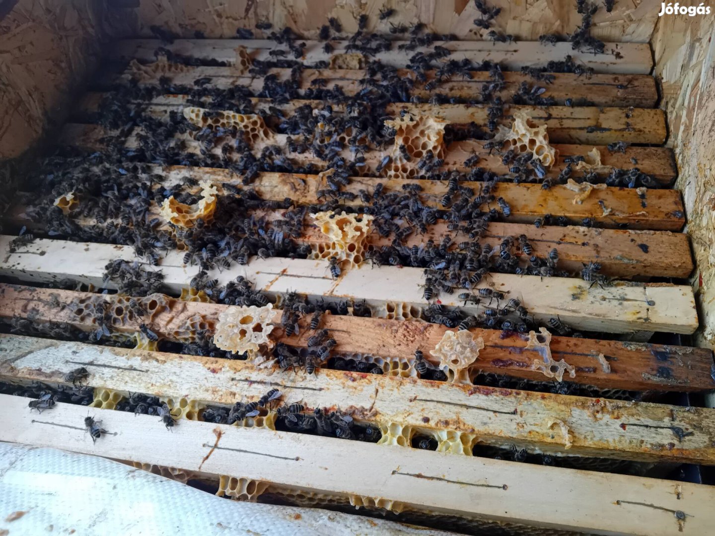 40 Nb méhcsalád eladó 
