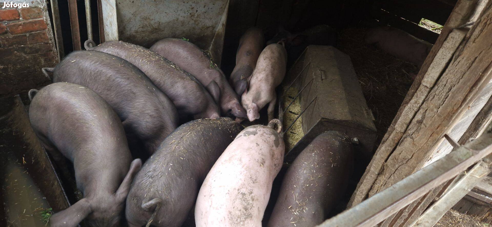 40kg körüli süldők eladóak