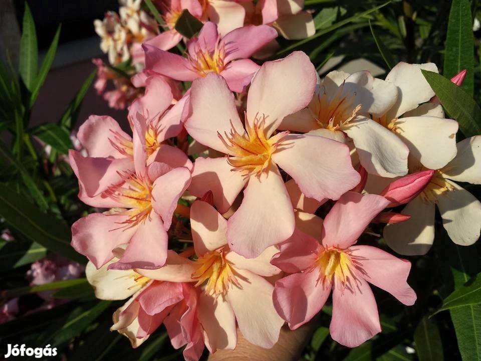 45. narancsos-pink színváltós fagytűrő kerti leander eladó