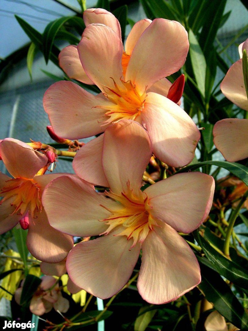 45. narancsos-rózsaszín színváltós "Pink Adenium" kerti leander