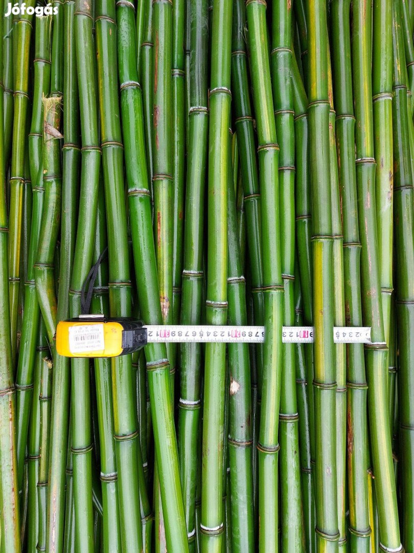 4-6 méter bambusz, bambusznád, bambuszrúd