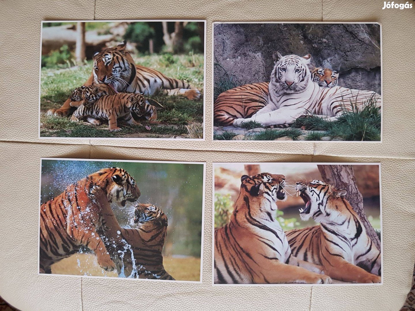 4 db Tigris kép fénykép képeslap 4 db gyűjtemény vagy postán feladni