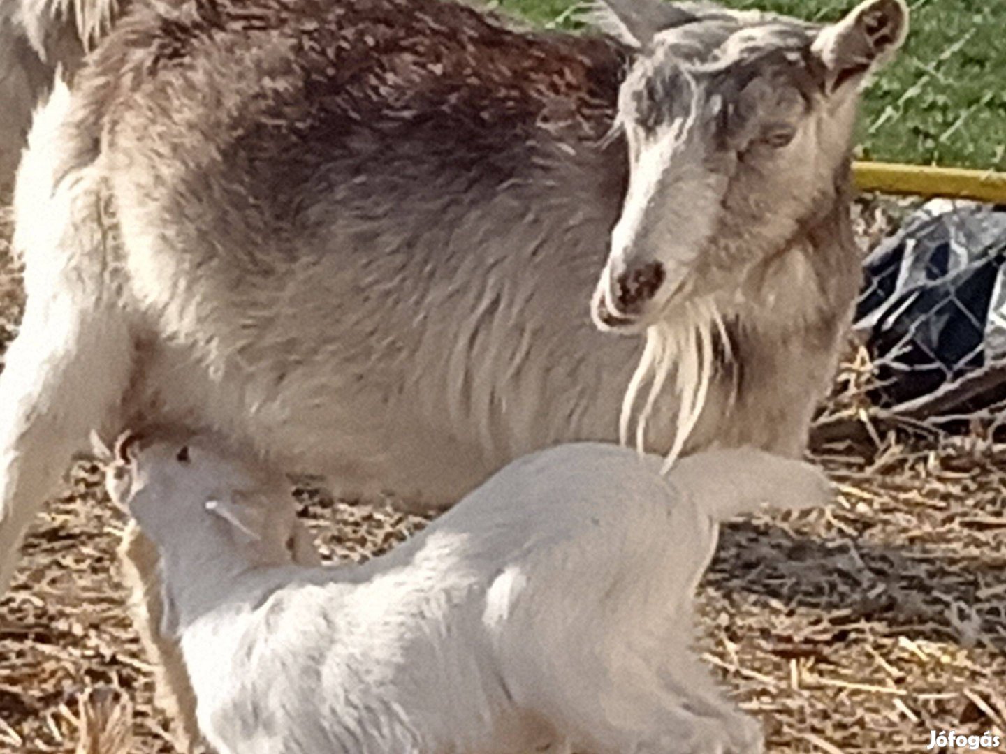 4 db fiatal anyakecskét cserélek 1 db magyar merinó jerkére