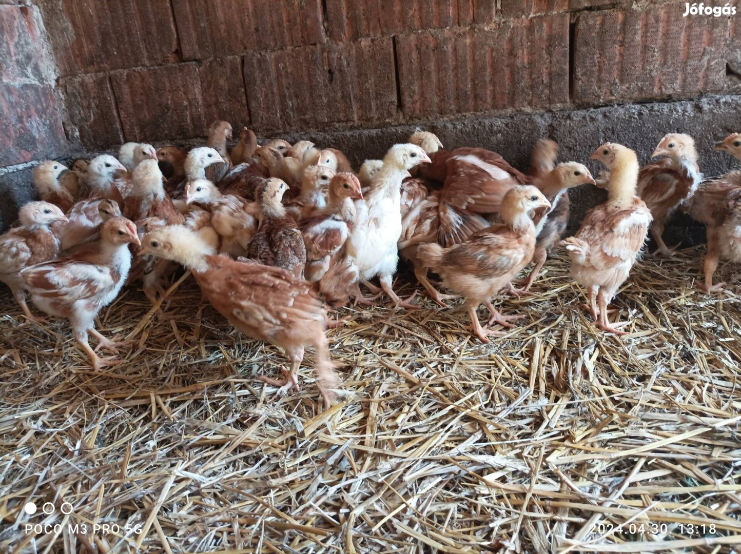 4.dik hetes kettőshasznú csirkek új helyre költöznenek