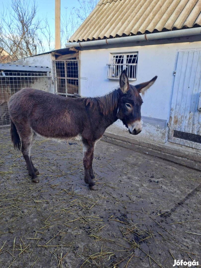 4 éves hasas szamárkanca 8 hónapos kancacsikójával együtt eladó. Csak